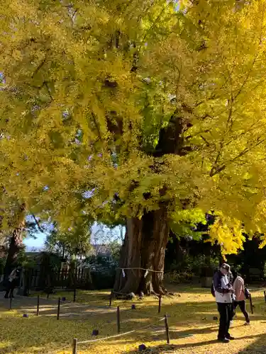 新宮熊野神社の自然