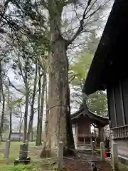 淺間神社（忍野八海）の自然