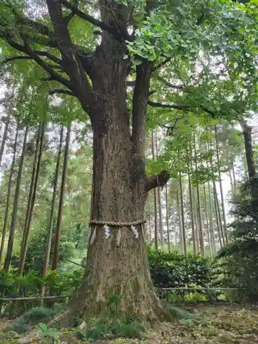 出雲大社上総教会（国吉神社内）(千葉県)