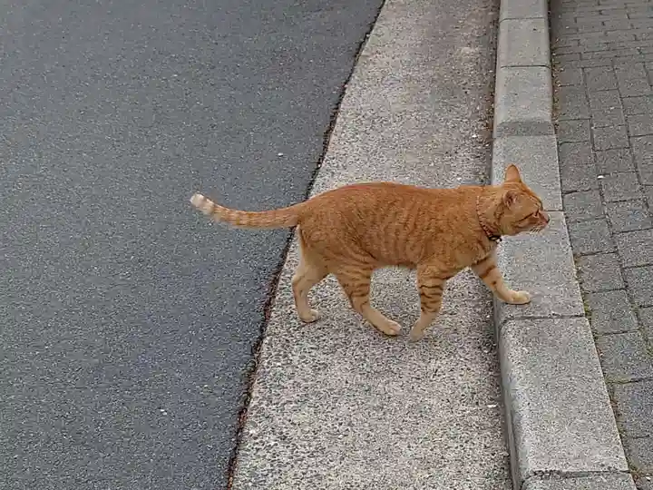 建勲神社(京都府)