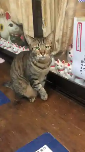王子神社の動物