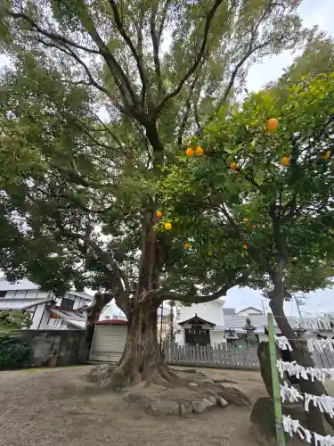 深江稲荷神社の{uncategorized: "未分類", other: "その他", undefined: "問題あり", building: "その他建物", grave: "お墓", sacred_gate: "鳥居", guardian: "狛犬", statue: "像", buddha: "仏像", history: "歴史", nature: "自然", garden: "庭園", animal: "動物", pagoda: "塔", temizu: "手水舎", mountain_gate: "山門・神門", sanctuary: "本殿・本堂", subordinate: "末社・摂社", art: "芸術", scenery: "景色", jizo: "地蔵", ema: "絵馬", goshuin: "御朱印", omikuji: "おみくじ", items: "授与品その他", amulet: "お守り", goshuincho: "御朱印帳", eats: "食事", festival: "お祭り", votive_dance: "神楽", shichigosan: "七五三参", wedding: "結婚式", experience: "体験その他", initially: "初詣", around: "周辺", anti_infection: "感染症対策"}