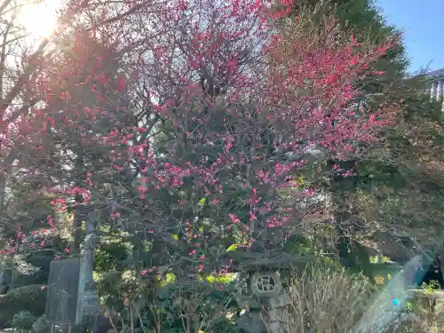 船橋不動尊　寳性寺(東京都)