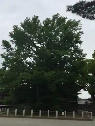 葛飾八幡宮の自然