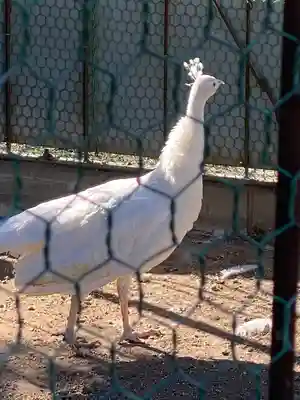 進雄神社(群馬県)