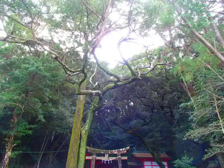 宇久井神社の自然