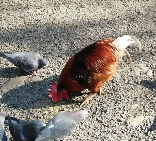 谷保天満宮の動物