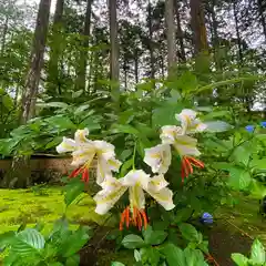 古峯神社の自然