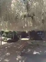 吉祥寺の御朱印