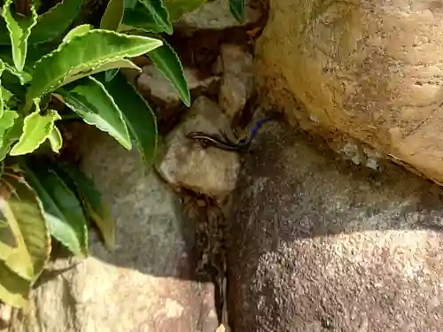 白山神社の動物