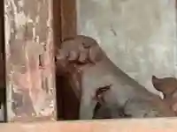 三社神社(奈良県)