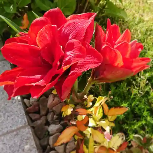 寿量山　速成寺の自然