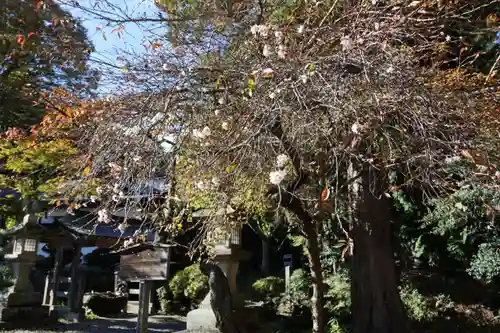 鹿島大神宮の自然