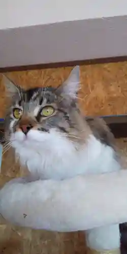 鹿角八坂神社の動物