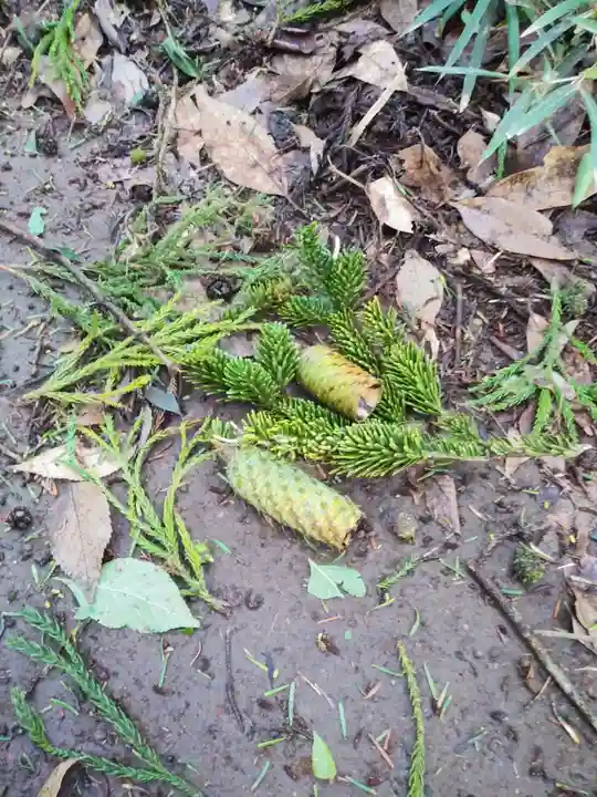 道路衢神の自然