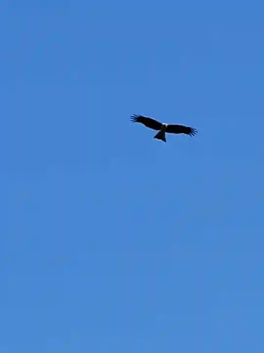 江島神社の動物