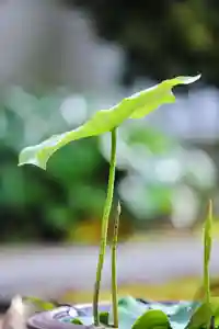 浄土寺(兵庫県)(2024年05月21日(火) 07時24分39秒投稿)