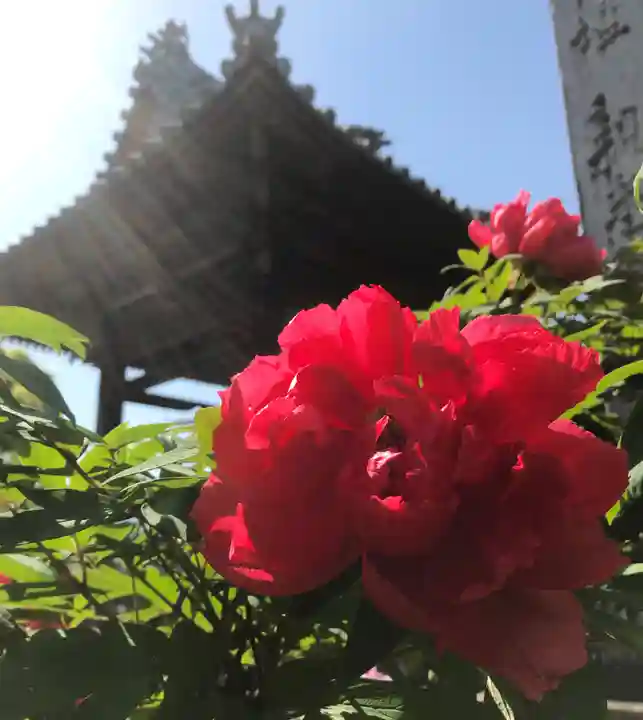 真言宗 善通寺派 薬王寺のその他建物