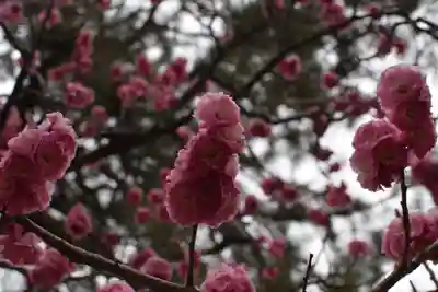 長浜八幡宮の自然