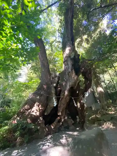 來宮神社(静岡県)