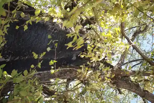 飛木稲荷神社(東京都)