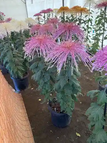 平塚八幡宮の自然