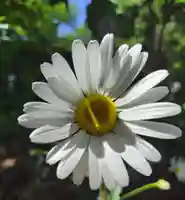 厚別神社(北海道)