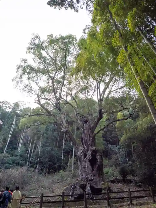 武雄神社の{uncategorized: "未分類", other: "その他", undefined: "問題あり", building: "その他建物", grave: "お墓", sacred_gate: "鳥居", guardian: "狛犬", statue: "像", buddha: "仏像", history: "歴史", nature: "自然", garden: "庭園", animal: "動物", pagoda: "塔", temizu: "手水舎", mountain_gate: "山門・神門", sanctuary: "本殿・本堂", subordinate: "末社・摂社", art: "芸術", scenery: "景色", jizo: "地蔵", ema: "絵馬", goshuin: "御朱印", omikuji: "おみくじ", items: "授与品その他", amulet: "お守り", goshuincho: "御朱印帳", eats: "食事", festival: "お祭り", votive_dance: "神楽", shichigosan: "七五三参", wedding: "結婚式", experience: "体験その他", initially: "初詣", around: "周辺", anti_infection: "感染症対策"}