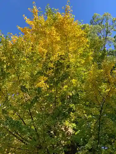 阿佐ヶ谷神明宮の自然