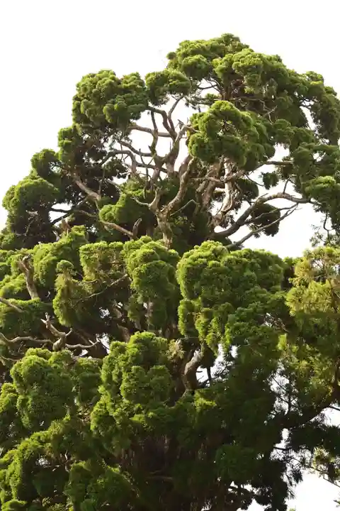 小村神社(高知県)