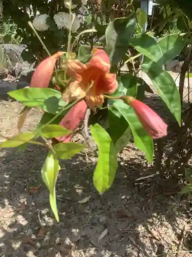 慈光院（曼陀羅寺塔頭）の自然