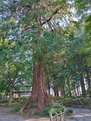 富士山法華本門寺根源(静岡県)