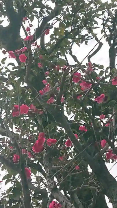 高木神社の自然