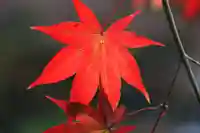 鹿島大神宮の自然