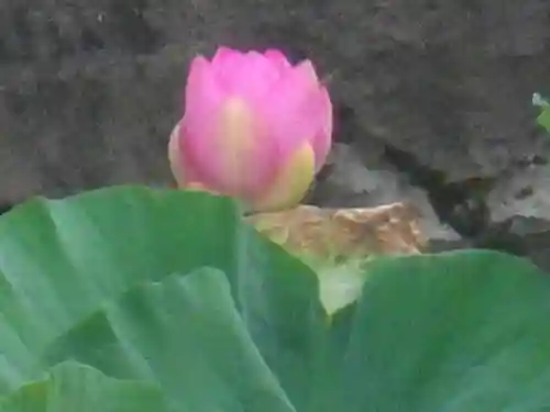 鶴岡八幡宮の自然