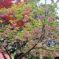 彌彦神社 (伊夜日子神社)の自然