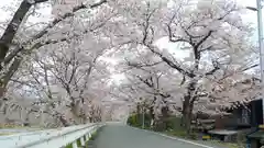 賀茂別雷神社（上賀茂神社）の自然