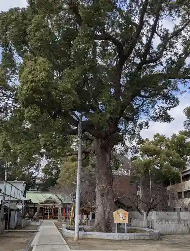 阿麻美許曽神社の自然
