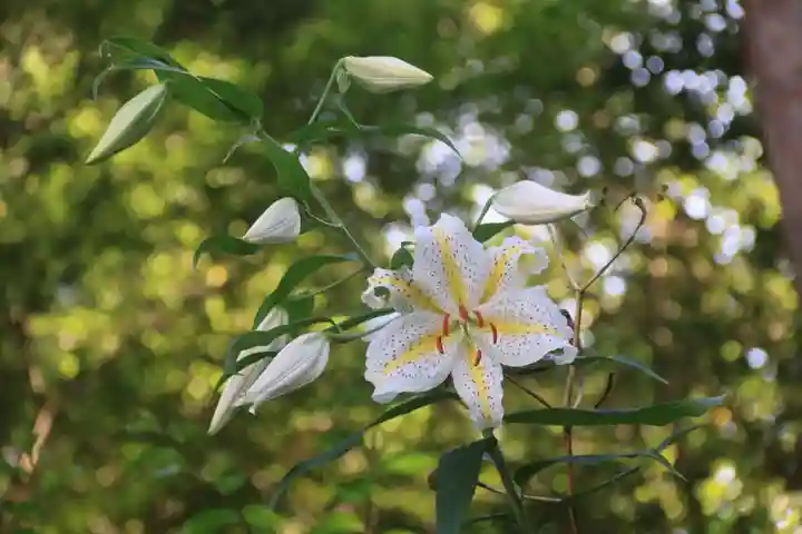 三春大神宮の自然