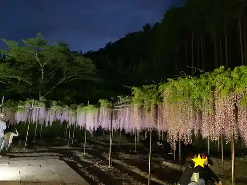 天台宗 五大山 白毫寺の自然
