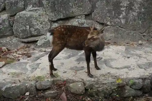 厳島神社の動物