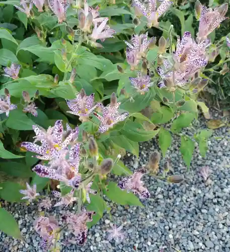 沙沙貴神社の自然