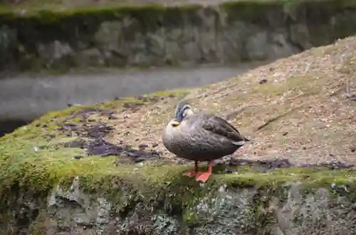 唐招提寺の動物