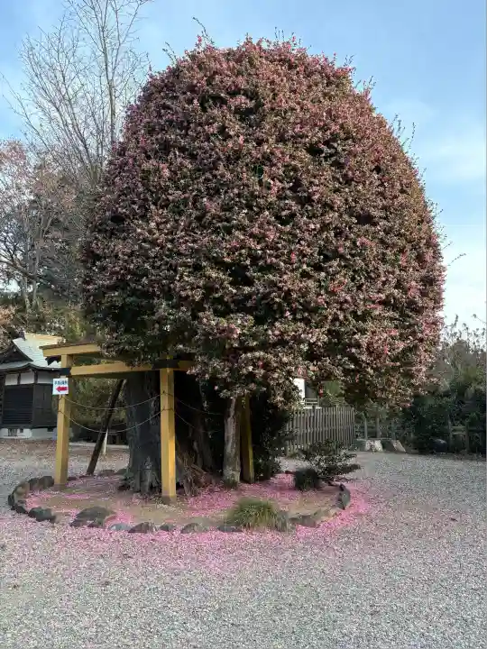 常陸二ノ宮 静神社(茨城県)