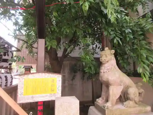 吉原神社の狛犬