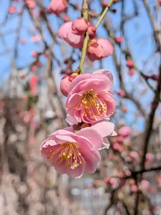 成願寺(東京都)