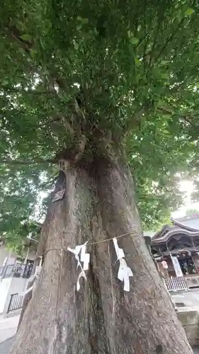 滝野川八幡神社の自然