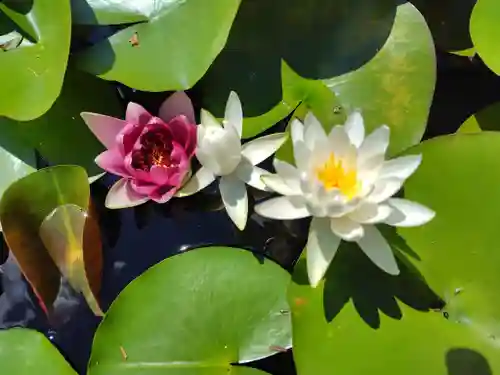 北海道護國神社の自然