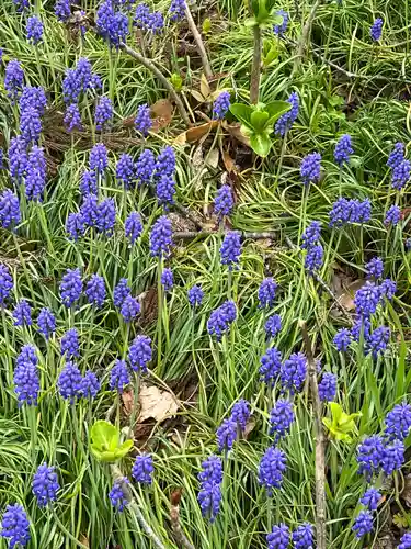 高麗神社(埼玉県)