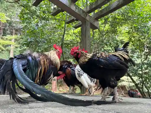 石上神宮の動物